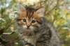 ussiaboy6weekssibn092481_small.jpg