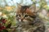 ussiaboy6weekssibn092487_small.jpg