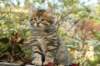 ussiaboy6weekssibn092488_small.jpg