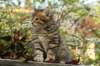 ussiaboy6weekssibn092489_small.jpg