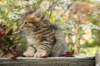 ussiaboy6weekssibn092490_small.jpg