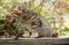 ussiaboy6weekssibn092491_small.jpg