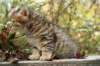 ussiaboy6weekssibn092492_small.jpg