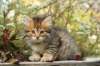 ussiaboy6weekssibn092494_small.jpg