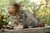 ussiaboy6weekssibn092499_small.jpg