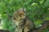 img_0600_small.jpg