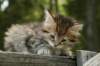 uuriaboy6weekssibn24101_small.jpg