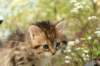 uuriaboy6weekssibn24106_small.jpg