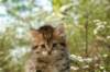 uuriaboy6weekssibn24107_small.jpg