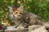 uuriaboy6weekssibn2411_small.jpg