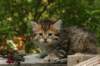 uuriaboy6weekssibn2414_small.jpg