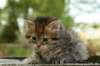 uuriaboy6weekssibn2428_small.jpg