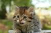 uuriaboy6weekssibn2436_small.jpg