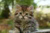 uuriaboy6weekssibn2437_small.jpg