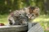 uuriaboy6weekssibn2440_small.jpg