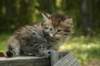 uuriaboy6weekssibn2442_small.jpg
