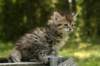 uuriaboy6weekssibn2443_small.jpg