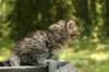 uuriaboy6weekssibn2444_small.jpg