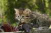 uuriaboy6weekssibn2455_small.jpg