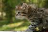 uuriaboy6weekssibn2463_small.jpg