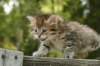 uuriaboy6weekssibn2468_small.jpg