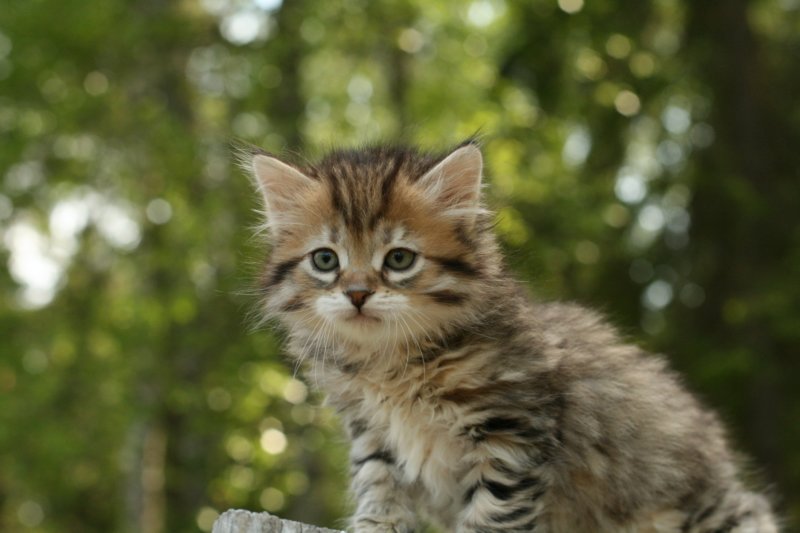 uuriaboy6weekssibn2470.jpg