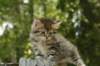 uuriaboy6weekssibn2473_small.jpg