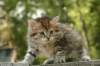 uuriaboy6weekssibn2474_small.jpg
