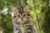 uuriaboy6weekssibn2475_small.jpg