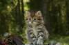 uuriaboy6weekssibn2482_small.jpg