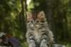 uuriaboy6weekssibn2484_small.jpg
