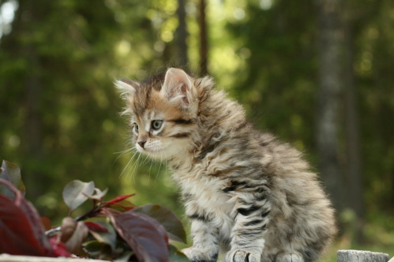 uuriaboy6weekssibn2485.jpg