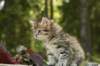 uuriaboy6weekssibn2485_small.jpg