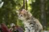 uuriaboy6weekssibn2486_small.jpg