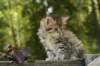 uuriaboy6weekssibn2487_small.jpg