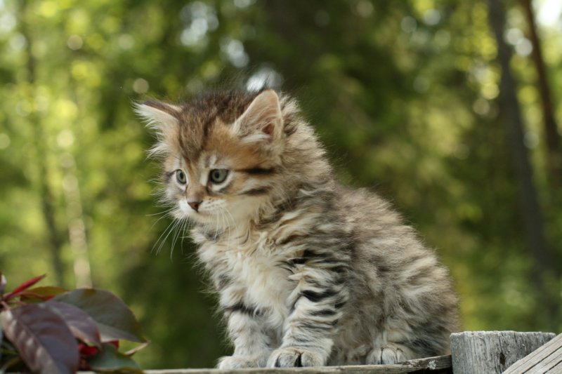 uuriaboy6weekssibn2488.jpg