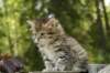 uuriaboy6weekssibn2488_small.jpg
