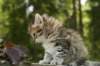 uuriaboy6weekssibn2489_small.jpg