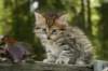 uuriaboy6weekssibn2490_small.jpg