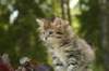 uuriaboy6weekssibn2495_small.jpg