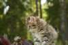 uuriaboy6weekssibn2496_small.jpg