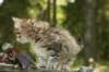 uuriaboy6weekssibn2497_small.jpg