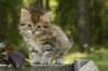 uuriaboy6weekssibn2499_small.jpg