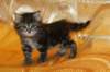 victoriaimg_1577_small.jpg