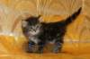 victoriaimg_1585_small.jpg
