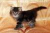 victoriaimg_1589_small.jpg