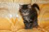 victoriaimg_1599_small.jpg