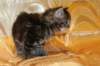 victoriaimg_1601_small.jpg