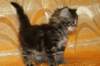 victoriaimg_1603_small.jpg