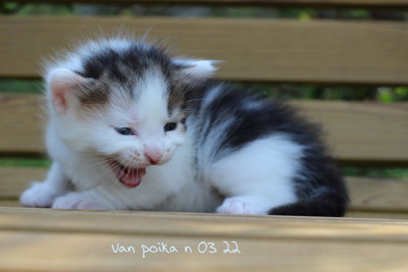 van4.jpg